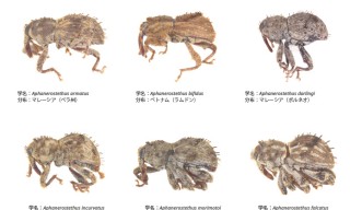 最先端技術で、12の新種ゾウムシを発見 | 沖縄科学技術大学院大学（OIST）